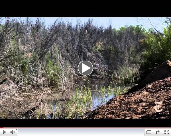 Bringing Back the Colorado River Delta - NY Times