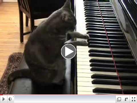 Funny Little Cat/Kitten Playing The Piano