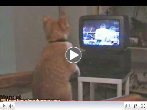 Boxing Kitteh