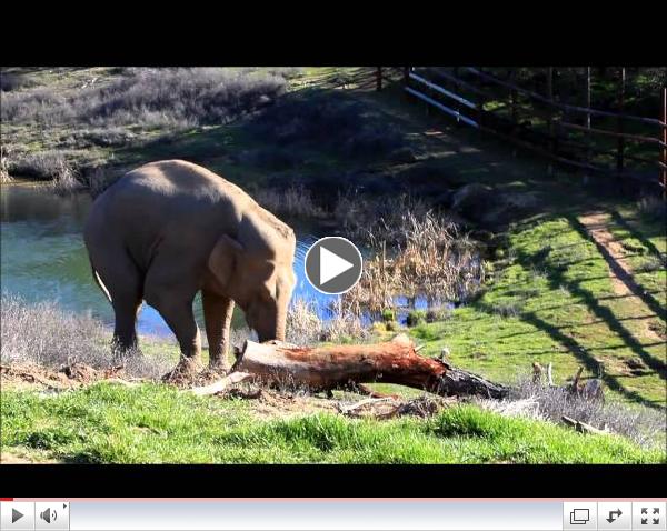 Asian bull elephant Nicholas: 