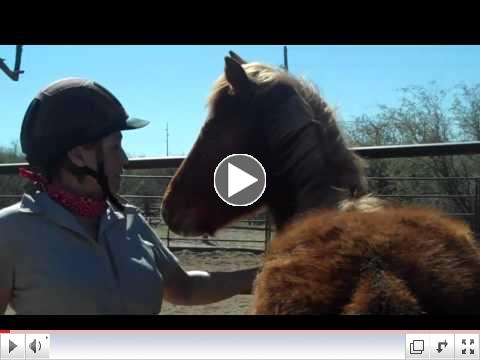 Foals in Training ROTH reaches out at Equine Voices Day 4-AM