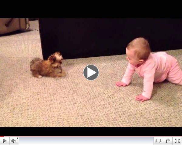 BABY DOG WHISPERER! Cesar Millan has nothing on her!! Shorkie Puppy Talks to Baby