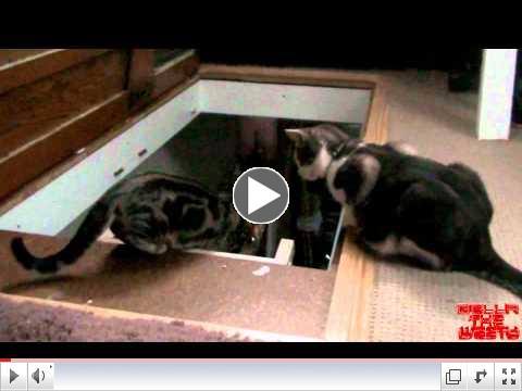 Kitten gets thrown down a loft ladder!
