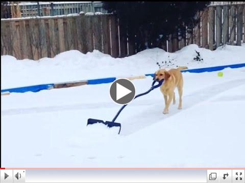 Dog earns her keep shoveling snow off hockey rink
