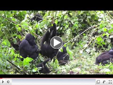 Mountain Gorilla Cirque du Soleil