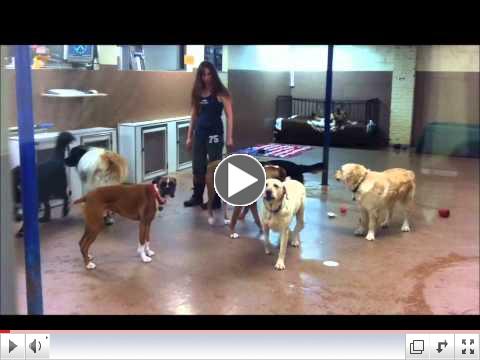 Tour our Cagefree Boarding and Dog Daycare Centre