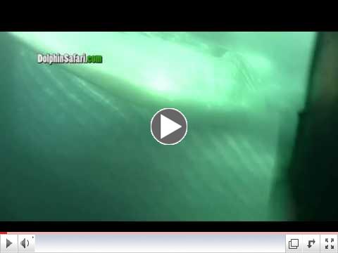 Blue Whale Message 