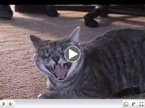 Nala the Laughing Cat (ORIGINAL)