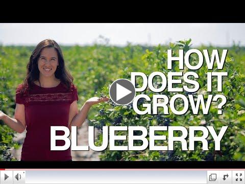 How Does it Grow? Blueberry