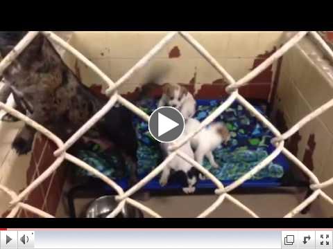 Animal Rescue Aid Pet Beds at Dothan City Animal Shelter (AL) - Video 2