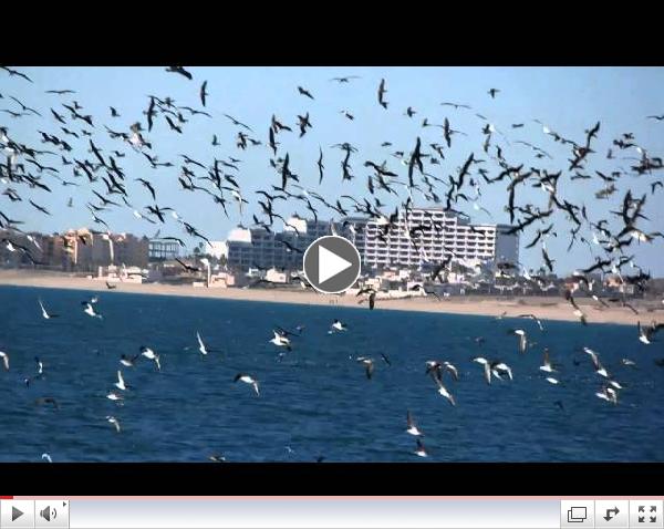 Feeding Frenzy Sea of Cortez Puerto Penasco Mexico