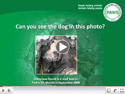 BE A SUPPORTING MEMBER: Help PAWS help animals in need