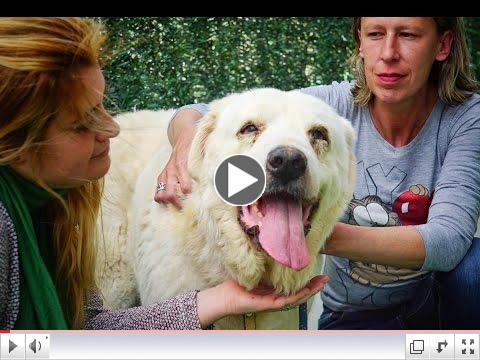 The pure beauty of animal rescue. SAMSONS SECOND CHANCE! 