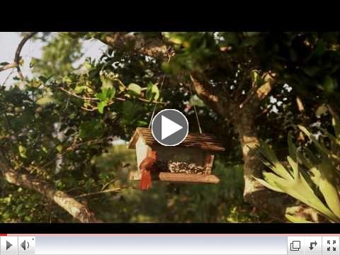 Better for Cats, Better for Birds, Better for People