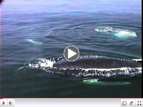 SALT AND COLT - CSI Whale Adoption Program