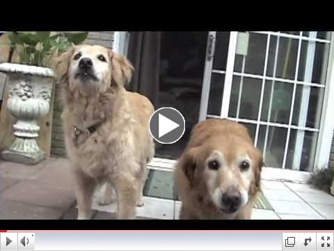 The Golden Years - Bibi & Yang