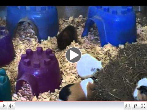 Hawkgirl Rescued Guinea Pig in Piggy Haven at Critter Camp