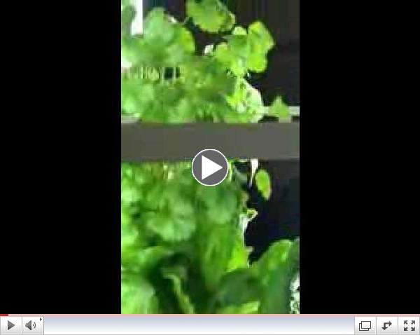 Indoors Tower Garden