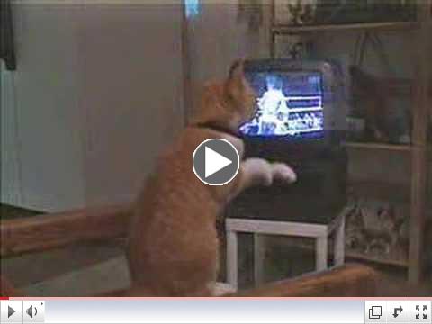 Boxing cat