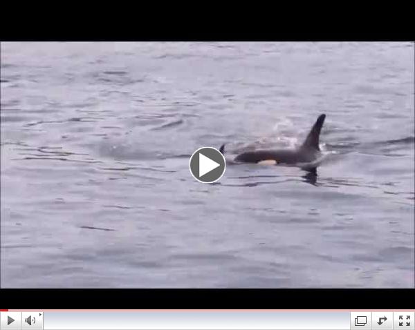 Orcas in Active Pass, 8:45 am Aug 22 2014