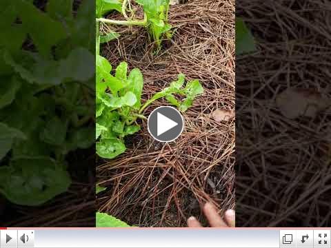 Green Thumb at 60 - Video #18 - Why Use Mulch?
