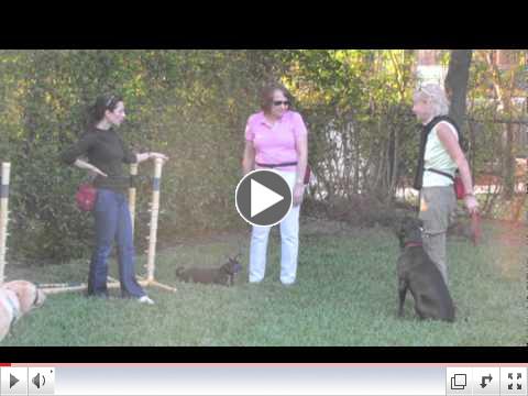 Enjoy Training Your Dog at Lucky Dog Sports Club