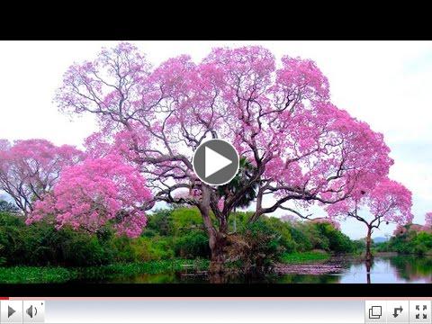 Top 10 Amazing Trees in The World