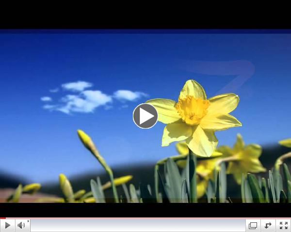 The Brothers Four - Seven Daffodils
