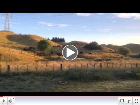 Cow Country NZ