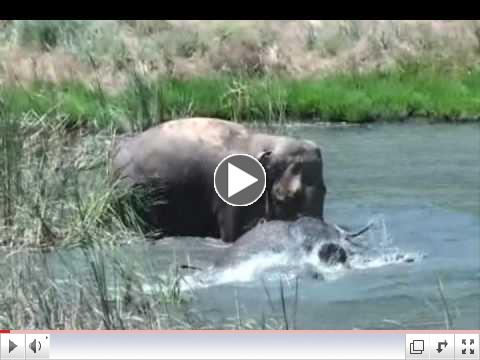 wandagypsyswimming.wmv