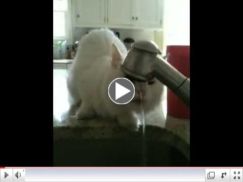 Jack drinking from the faucet