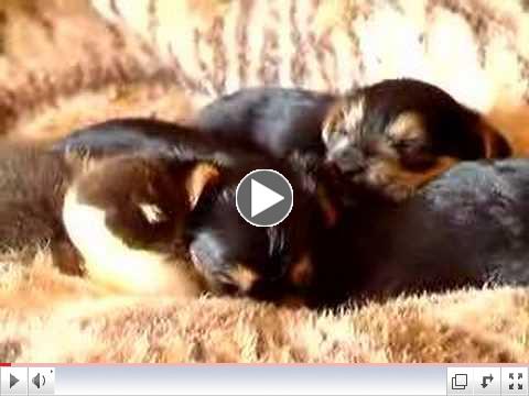 Baby Duck & Puppies