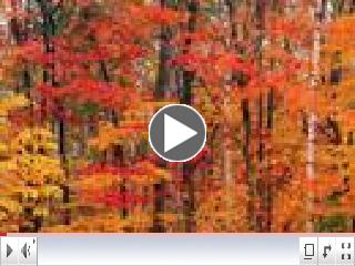 Autumn Colors