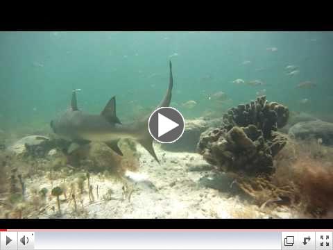 Underwater Footage of Shark Fishing with SeaSquared Charters