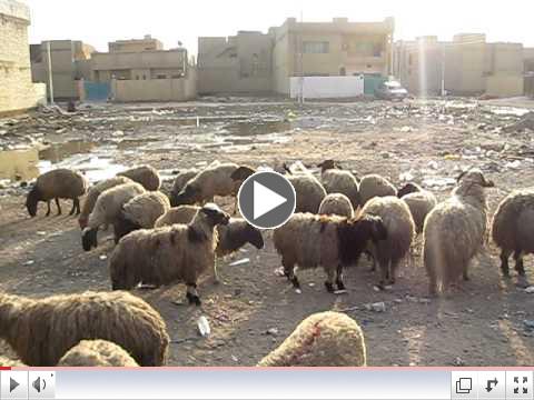Sheep in Iraq