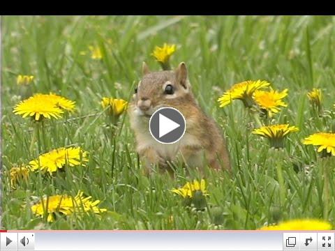 Spring is Here Song