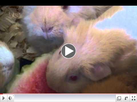 Guinea Pigs in Piggy Haven at Critter Camp enjoy Watermelon and greens