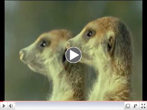 Meerkats