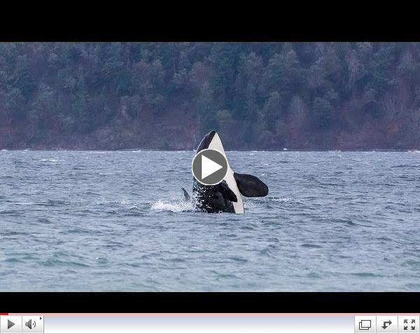 Southern Resident Killer Whales: J Pod at Vashon Island (HD)