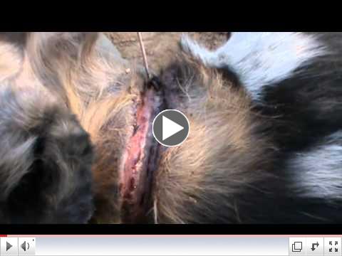 AWCF - Wild dog snare removal 1
