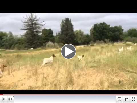 Unloading goats in Hamilton