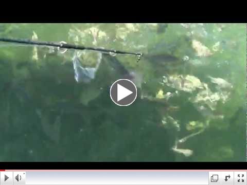 Marathon Florida Keys shark fishing pandemomiun, part 2, April 12, 2012