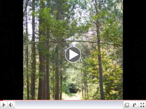 Sid Emery Demo Forest