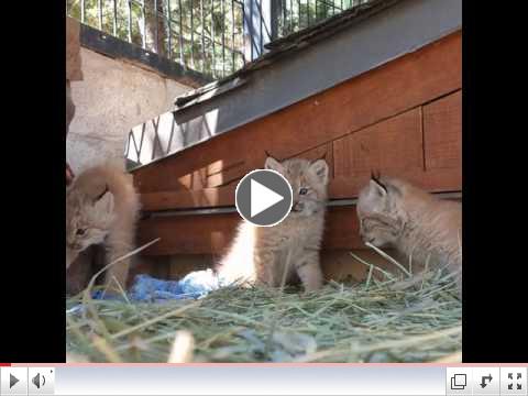 Learn more about our new Canada Lynx Litter!