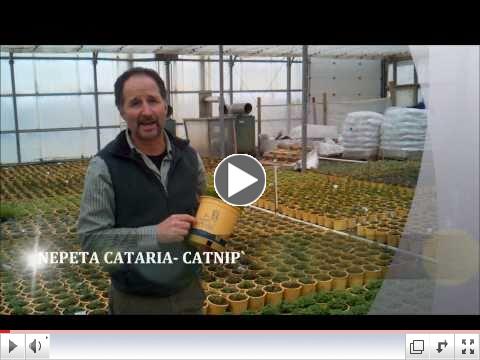 Sara's Superb Herbs.wmv