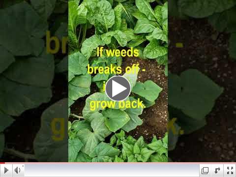 Green Thumb at 60 - Video #7 - Garden Maintenance 1 view
