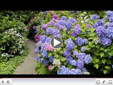 Beautiful Flowers & Gardens (With Floating Rose Petals)