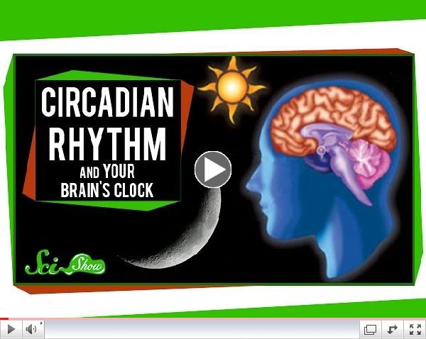 Circadian Rhythm and Your Brain's Clock