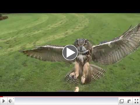 Owl landing right at camera