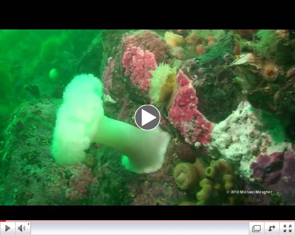 Diving Deception Pass